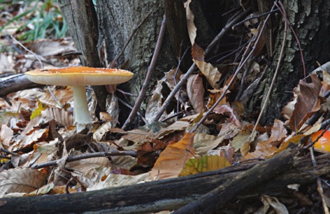 Amanita muscaria